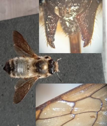 Megachile (pyrenaica-rufescens)